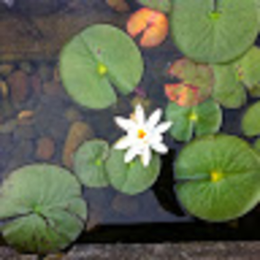 Meet your Posher, Dg